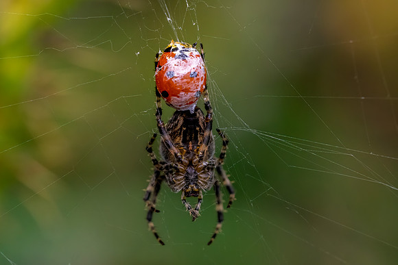 _DSC2293 Spider With Ladbird © Bob Riach.