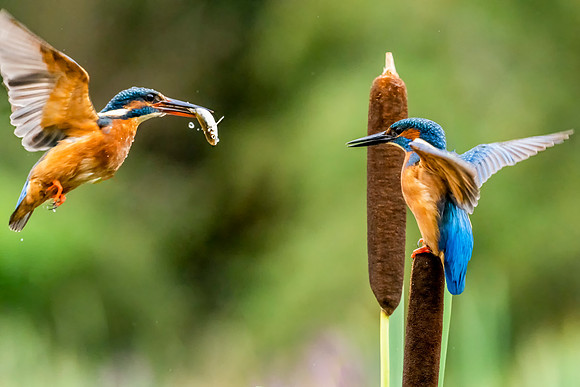 _DSC7379 Kingfisher © Jo Bird