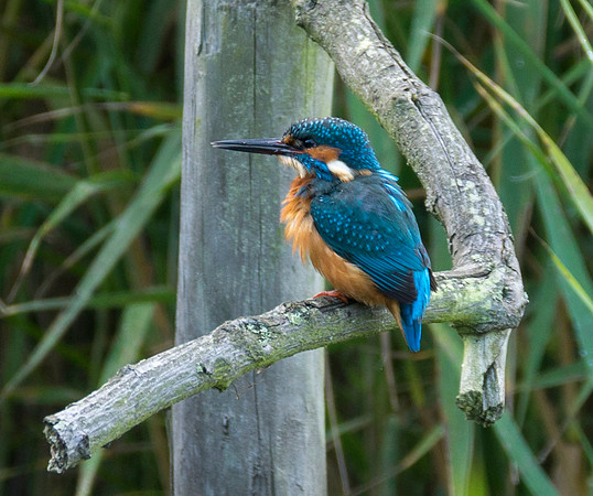 kingfisher taken by Jo Bird