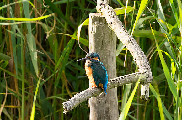 kingfisher taken by Jo Bird