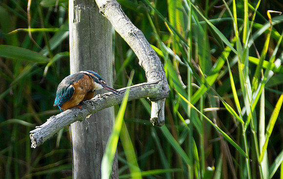 kingfisher head to side taken by Jo Bird