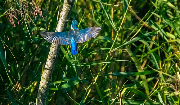 kingfisher flight bright