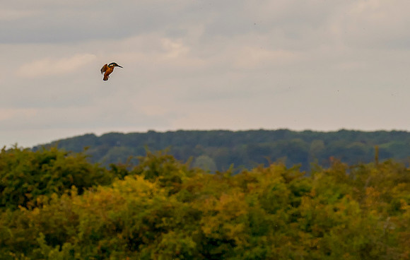 kingfisher in flight taken by Jo Bird