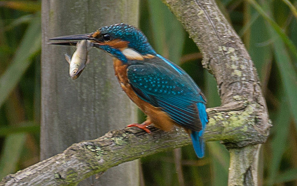 kingfisher with fish taken by Jo Bird