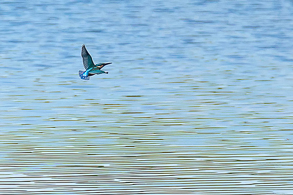 kingfisher 2 flight