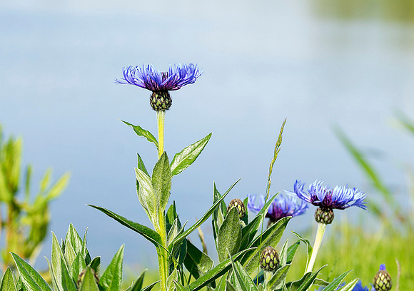 purple flowers fillingham