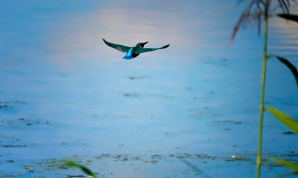 kingfisher flight 5