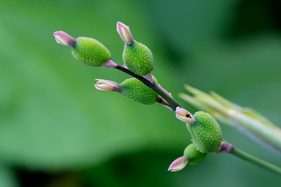 Buds by Bob Riach