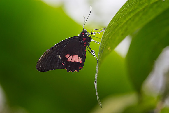 Butterfly taken by Bob Riach