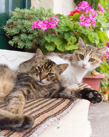 cats 1 greece