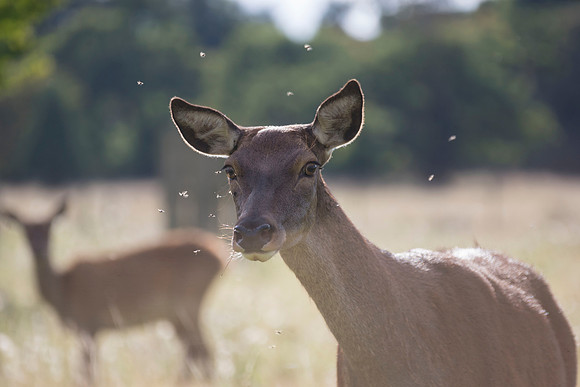 deer 1