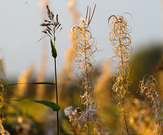 Autumn Grasses