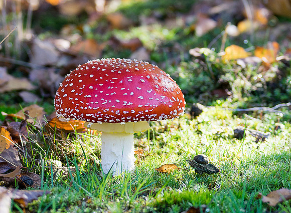 fungi 2