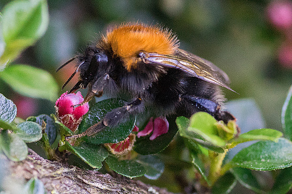 bee on pinkblossom