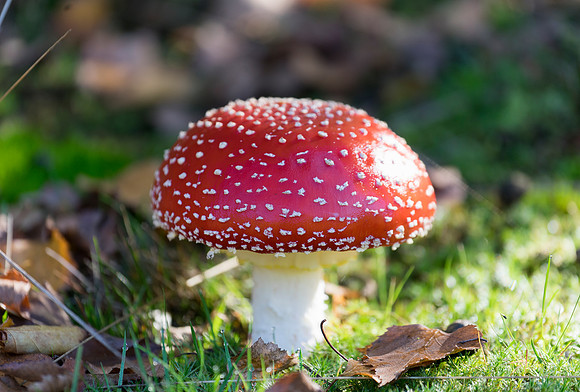 funghi1