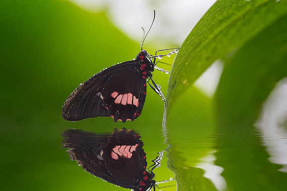 Butterfly Reflection