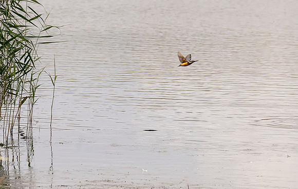 kingfisher over the water