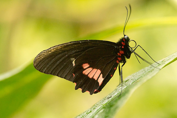 Butterfly taken by Bob Riach