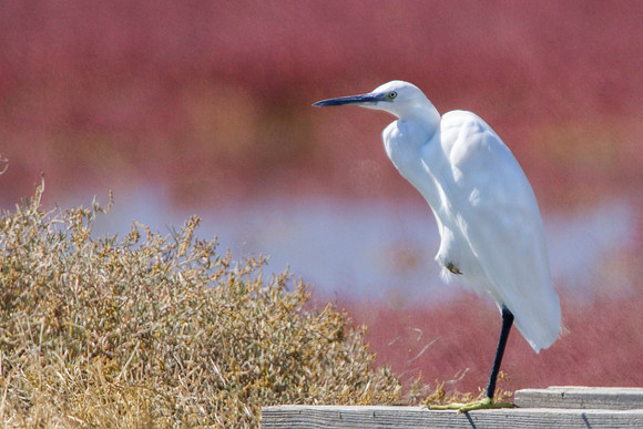egret pink