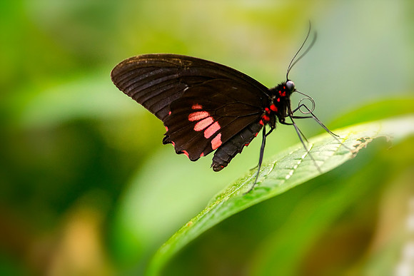 Leaf it alone taken by Bob Riach