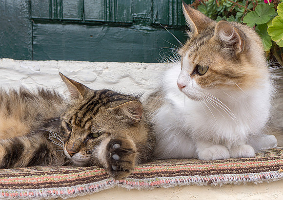 cats 2 greece