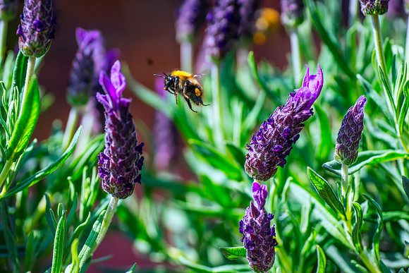 bees1