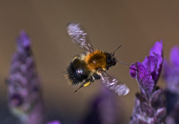 busy bee