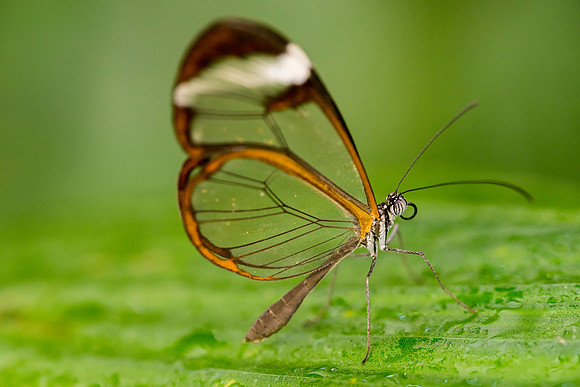 Glass Winged Butterfly taken by Bob Riach