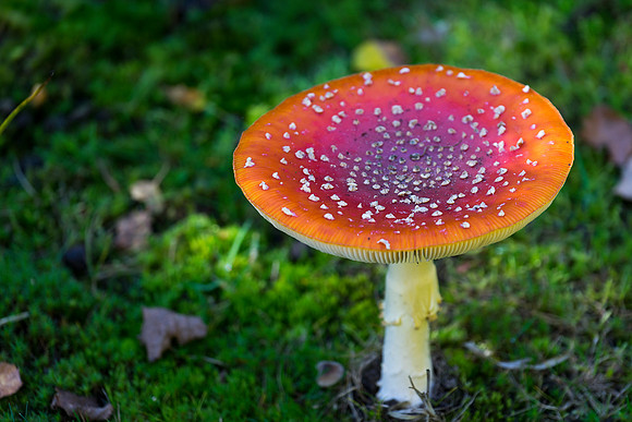fungi 3
