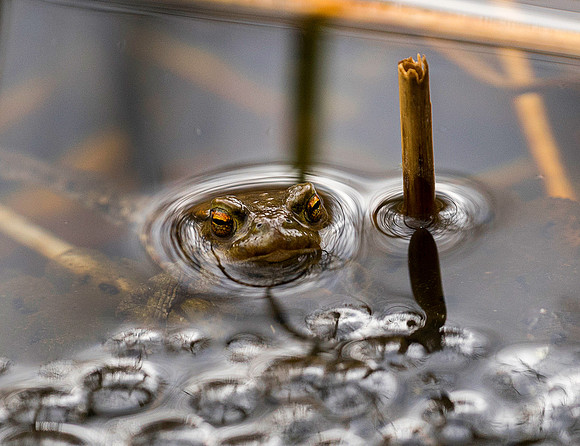 toad crop