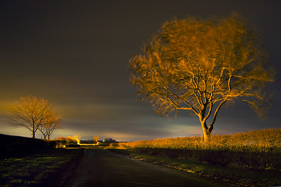 Claxby Trees taken by Bob Riach