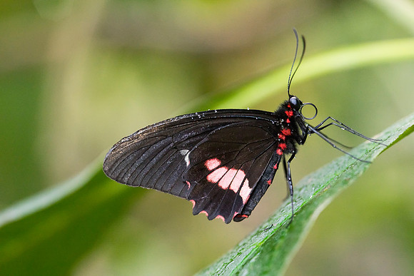 Butterfly taken by Bob Riach