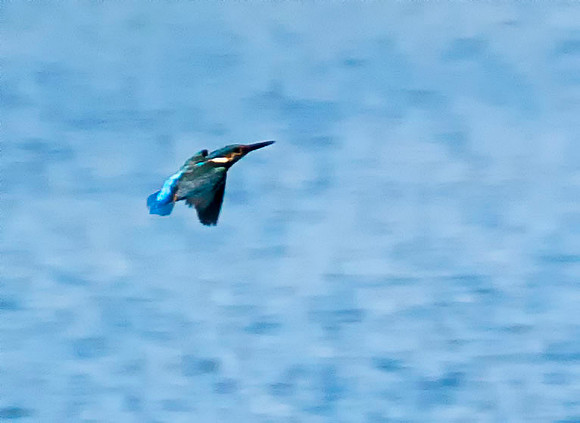 kingfisher flight 1