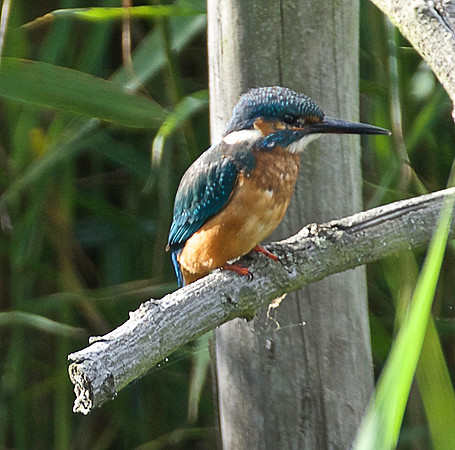 Kingfisher12