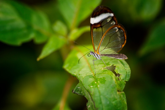 Glass Winged Butterfly taken by Bob Riach