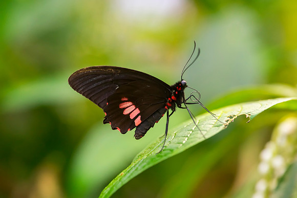 Butterfly taken by Bob Riach