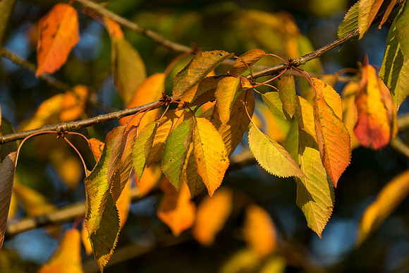 autumn leaves
