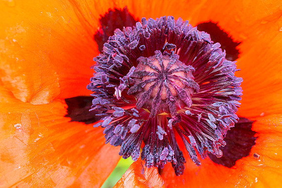 poppy 1