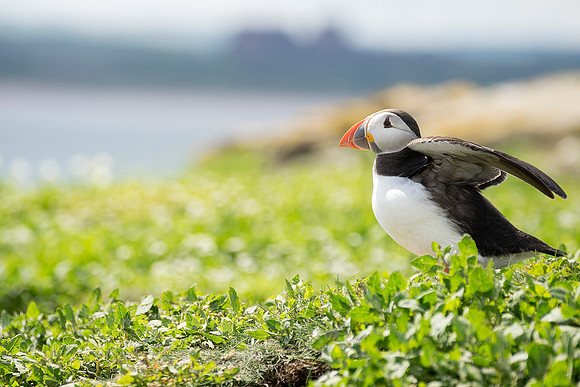 puffin 66