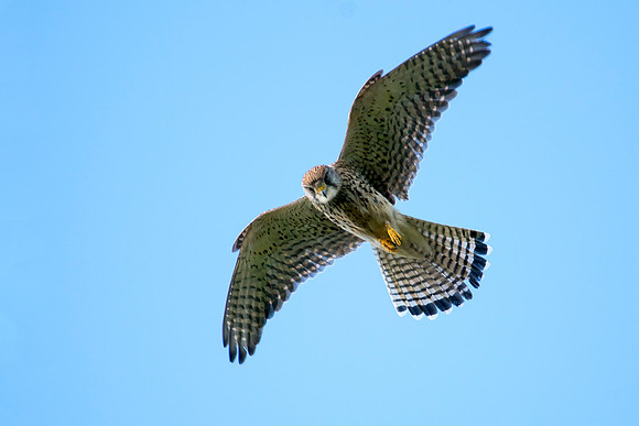exhib kestrel © Jo Bird