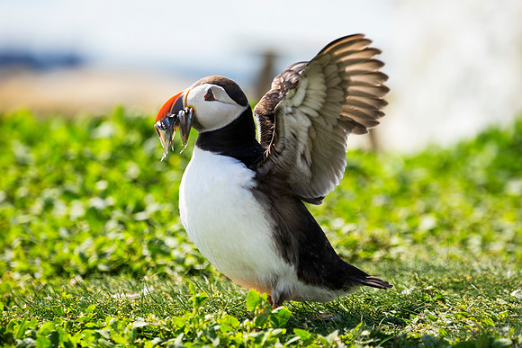 exhib puffin © Jo Bird