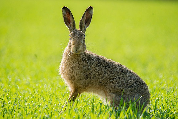 hare 42