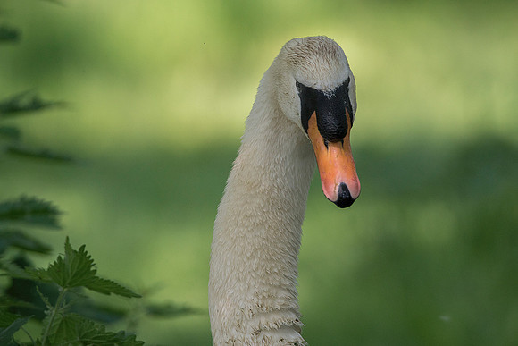 solo swan