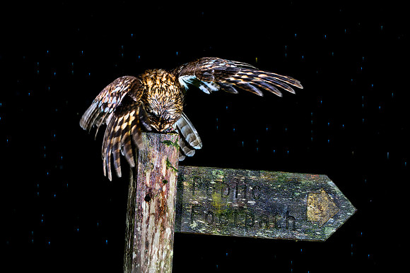 Tawny Owl 8 © Bob Riach