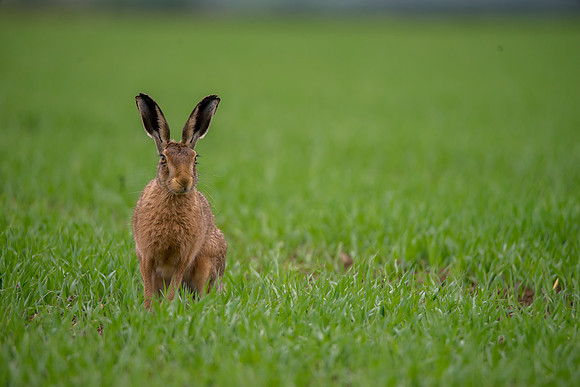 best hare3