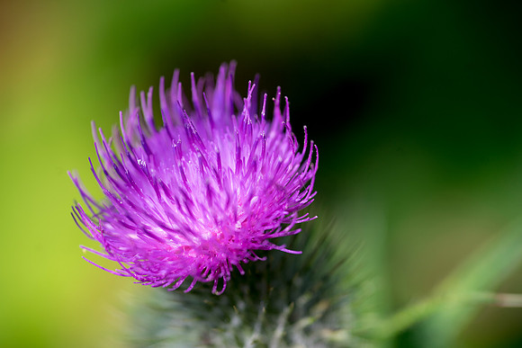 Pink Thistle © Bob Riach