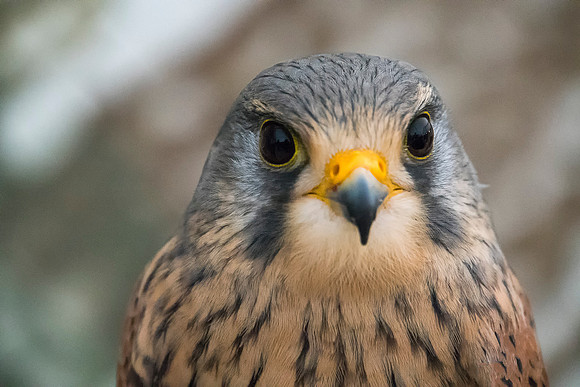 kestrel taken by jo bird copy