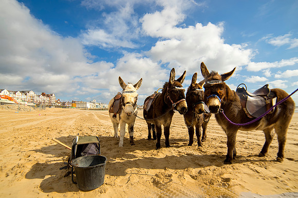 Bridlington's Donkeys  taken by Bob Riach