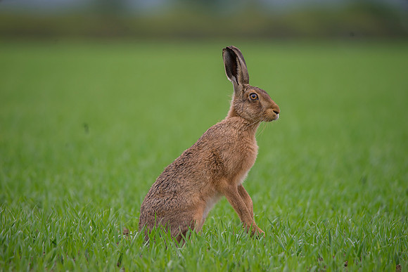 best hare2