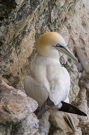 sitting gannet